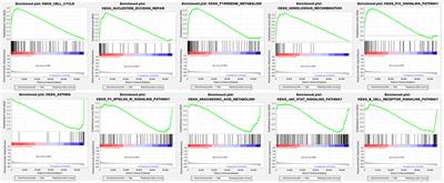 Establishment and Validation of a Ferroptosis-Related Gene Signature to Predict Overall Survival in Lung Adenocarcinoma